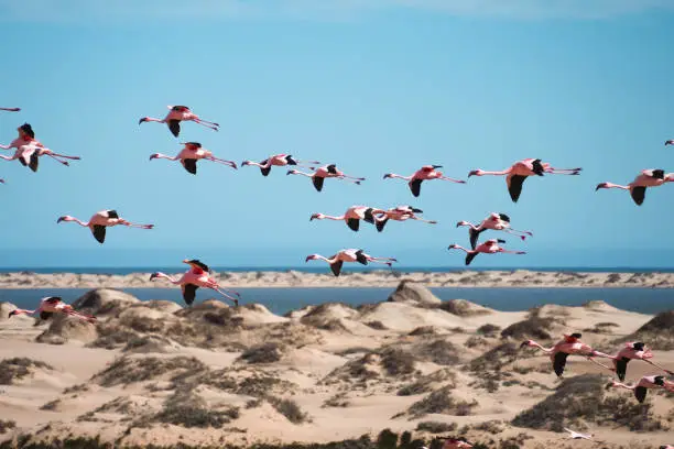 Photo of a flamboyance Pink flamingos flying across sunny beach at Walvis Bay, Namibia, Africa