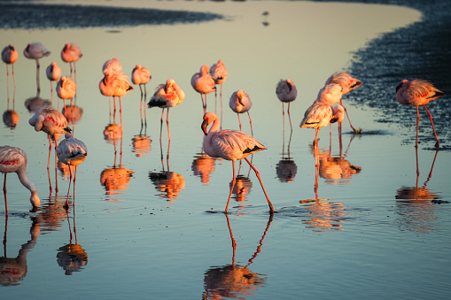 a flamboyance Pink flamingos on a sunny beach at Walvis Bay, Namibia, Africa with reflection.