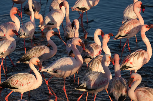 Pink flamingos on a sunny beach at Walvis Bay, Namibia, Africa