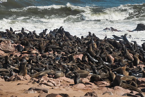 Plethora of seals on the beach, Namibia. Skeleton Coast in Namibia