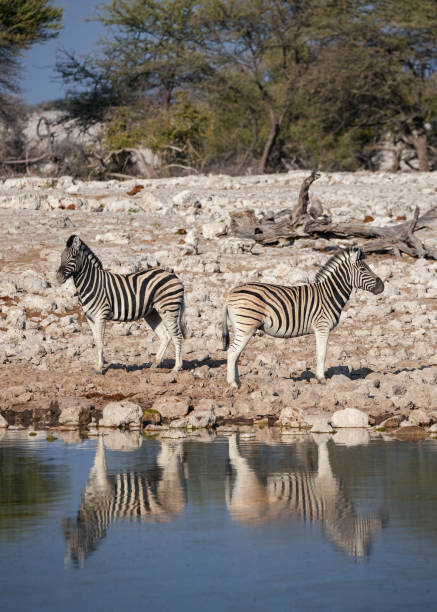 2 zebra standing beside waterhole at Namibia park