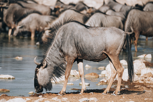 An implausibility of wildebeest drinking water at waterhole, Namibia