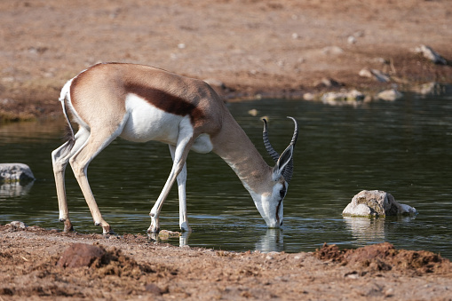 young springbok drinking water at waterhole, Namibia