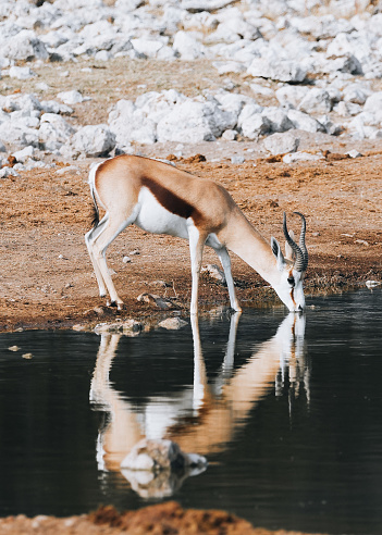 young springbok drinking water at waterhole, Namibia