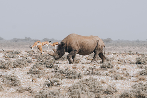 Rhinoceros on the plains, Namibia