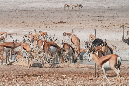 A herd of springbok at a watering hole in the savannah of Etosha National Park, Africa