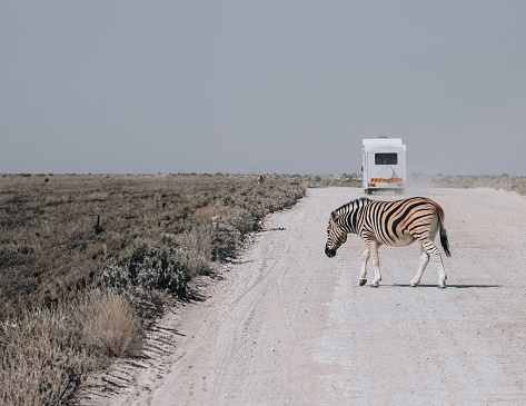 Namibia Zebra crossing dirt road alone