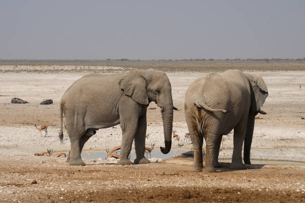2 elephants drinking water at water hole in Namibia wilderness area together with springbok and wildebeest