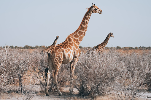 Giraffe in the wild. Close-up portrait of a giraffe in Africa. Wildlife of Africa.