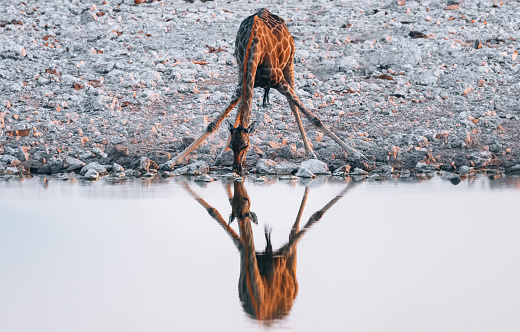 Giraffe bending over drinking water at water hole, Namibia