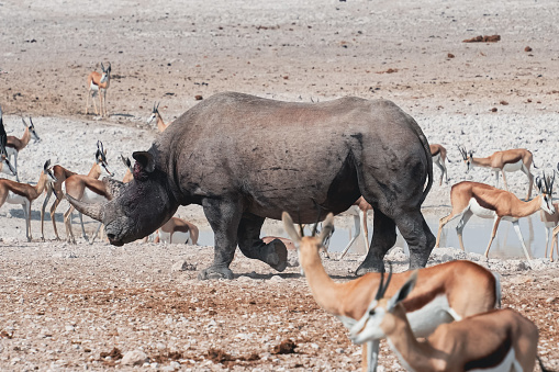 Rhinoceros with herds of springbok on the plains, Namibia