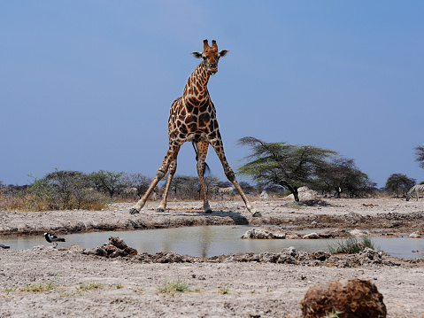 The giraffe (Giraffidae) is a large African hoofed mammal belonging to the genus Giraffa. It is the tallest living terrestrial animal and the largest ruminant on Earth. For drinking it needs to spread their long legs