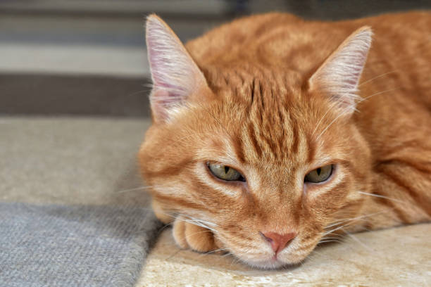 istock Ginger cat lying on the floor beside the rug at home. 1548301606