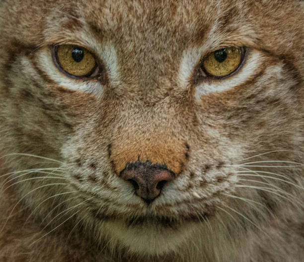 istock Close-up of lynx gaze 1548311213
