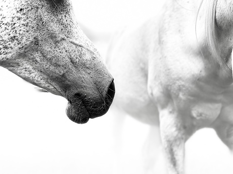 Portrait of white Lipizzaner stallion, Lipica, Slovenia, black and white image