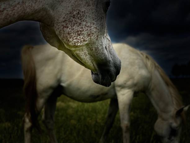 White horse composition White horse compositioin in perspedtive uffington horse stock pictures, royalty-free photos & images