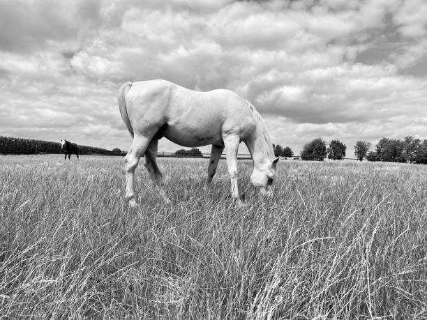Grazing white Horse Grazing white Horse in black and white uffington horse stock pictures, royalty-free photos & images