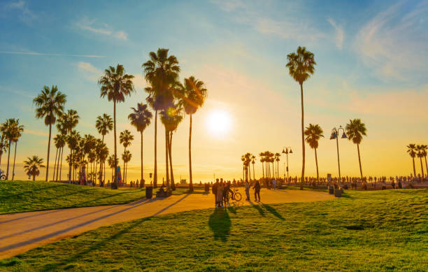 햇볕이 잘 드는 베니스 해변의 푸른 잔디밭과 야자수 - santa monica venice beach california santa monica beach 뉴스 사진 이미지