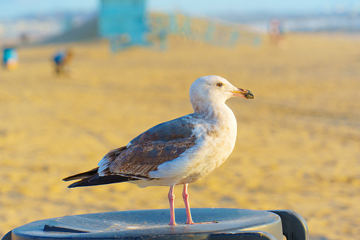 Close-up of a seagull resting on a trash bin at Venice Beach.