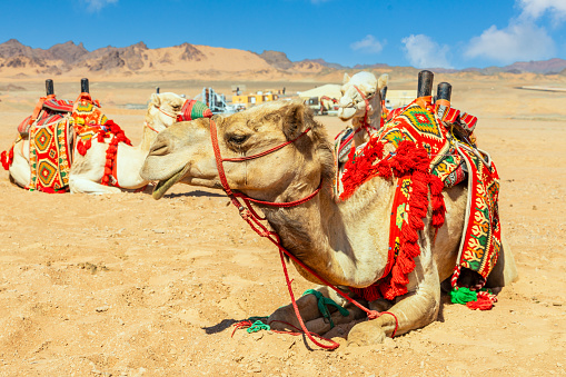 Camels sitting the desert.Egypt, Cairo - Giza