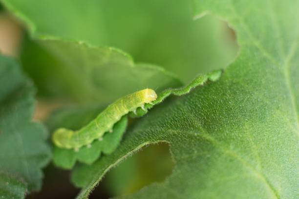 istock Small caterpillar damaging geranium flower leaves. 1548342094