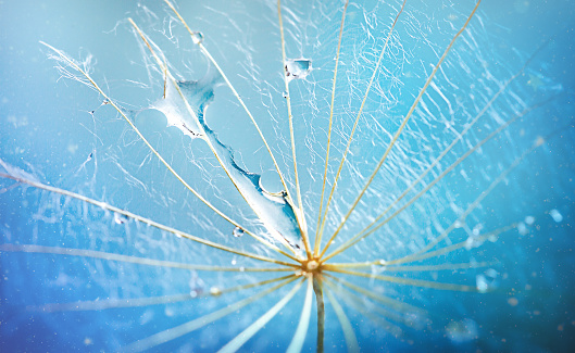 macrophotography of a large drop of water falling on an umbrella made of dandelion seeds on a blue background