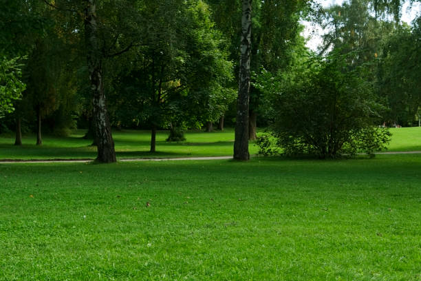 istock Green park  with large old decideous trees and shaded areas. 154834527