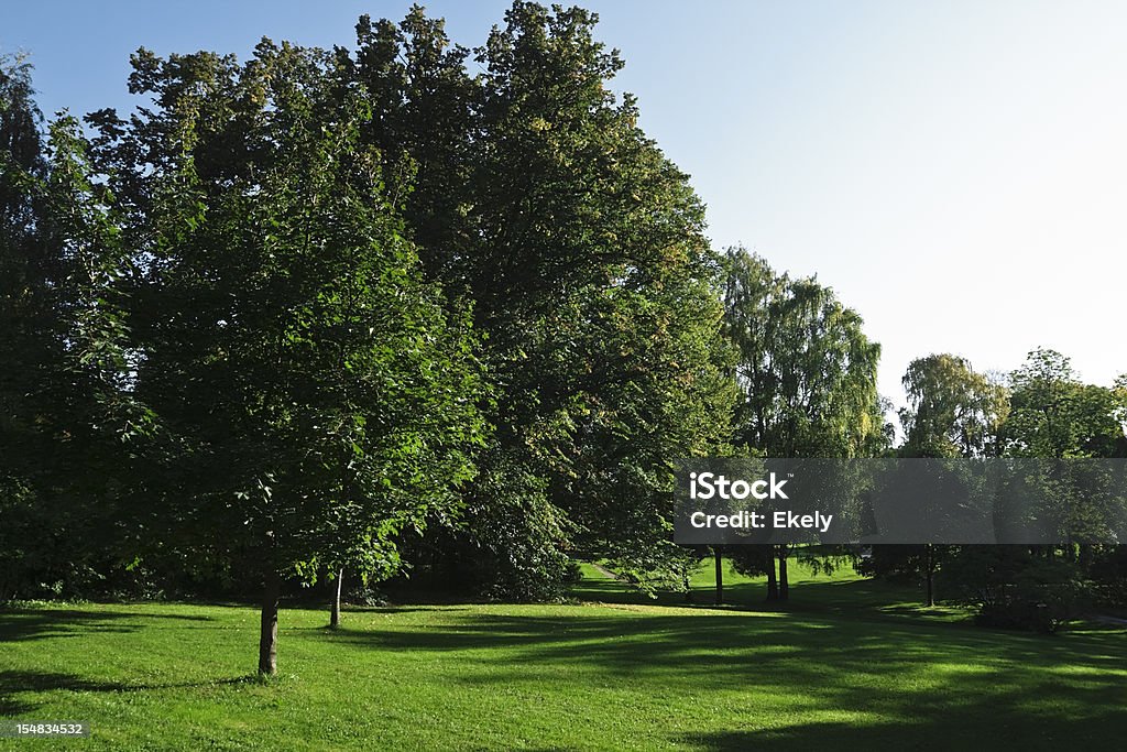 Green park mit großen alten decideous Bäumen und schattige Bereiche. - Lizenzfrei Baum Stock-Foto