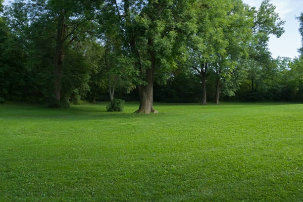 istock Green park  with large old decideous trees and shaded areas. 154834533