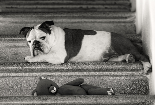 dog and teddy bear  stretch on the steps of a vintage staircase. Photomontage with digtital elements