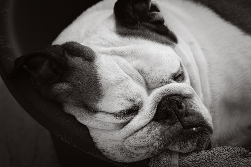 This black and white photo shows a sleeping English Bulldog. The bulldog is lying on its side in a basket. The bulldog's face is relaxed and peaceful, and its eyes are closed. The photo captures the beauty and innocence of sleep, and it is a heartwarming reminder of the love we have for our pets