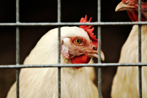 Closeup white hens in a cage with sprinklers in front