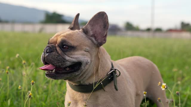 French bulldog on high alert standing at meadow.