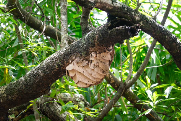 istock Hornet or wasp hive on tree branch in jungle. 1548377809