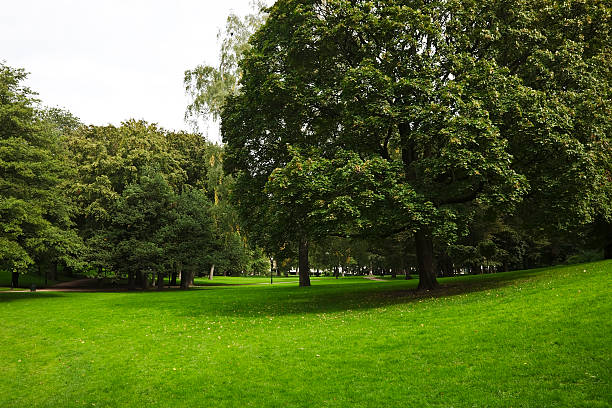 istock Green park  with large old decideous trees and shaded areas. 154838049