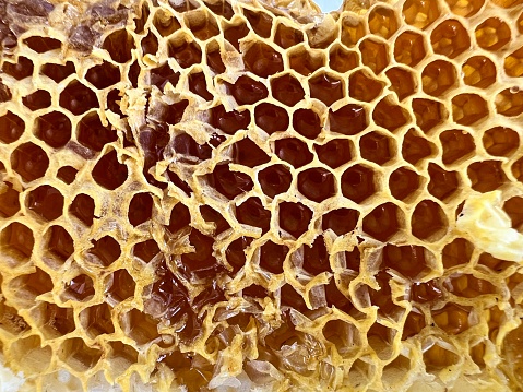 Bees nectar poured into new comb to convert it into honey.