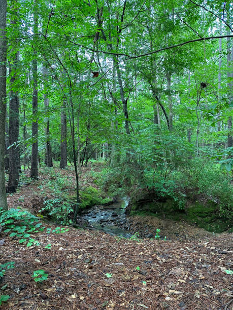 istock Woodland Creek 1548382115