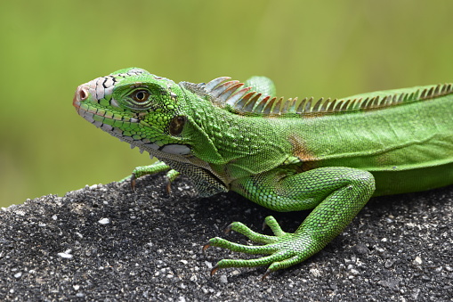 A young Green Iguana molting