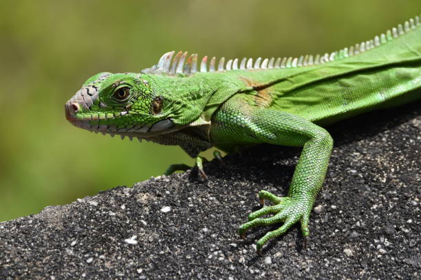 istock Green Iguana or Iguana iguana 1548385507