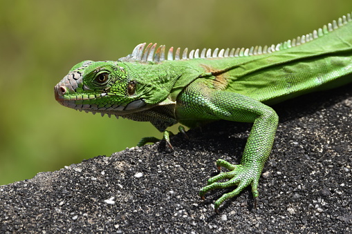 Green iguana in the wild walking on a concrete wall in Bejucal, Trinidad, West Indies.