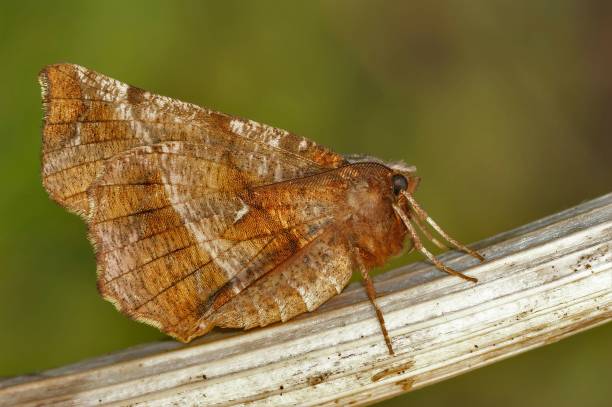 Closeup on the European early thorn geometer moth , Selenia dentaria Natural Closeup on the European early thorn geometer moth , Selenia dentaria, sitting with closed wings dentaria stock pictures, royalty-free photos & images