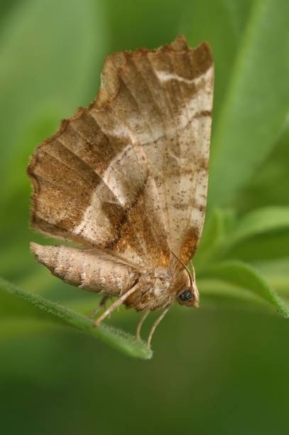 Vertical closeup on the European early thorn geometer moth , Selenia dentaria, with closed wings Natural vertical closeup on the European early thorn geometer moth , Selenia dentaria, sitting with closed wings dentaria stock pictures, royalty-free photos & images