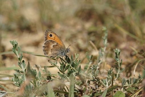 Natural closeup on the small Heath butterfly, Coenonympha pamphilus, with closed wings