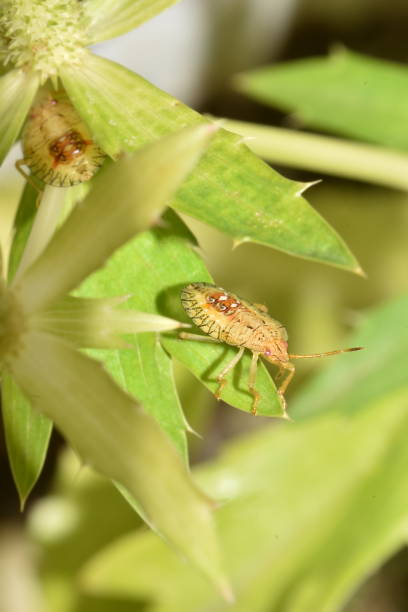 istock Juvenile Stink Bug on Culantro Leaves 1548392666
