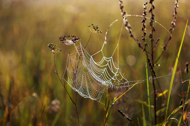 istock spider's web stretched between two stalks of grass all dewy with morning dew with wonderful backlight. 1548397513