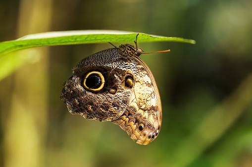 A butterfly is flying on a flower.