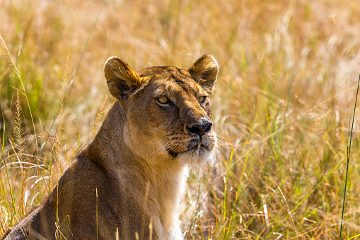 Lioness Portrait in Wildlife