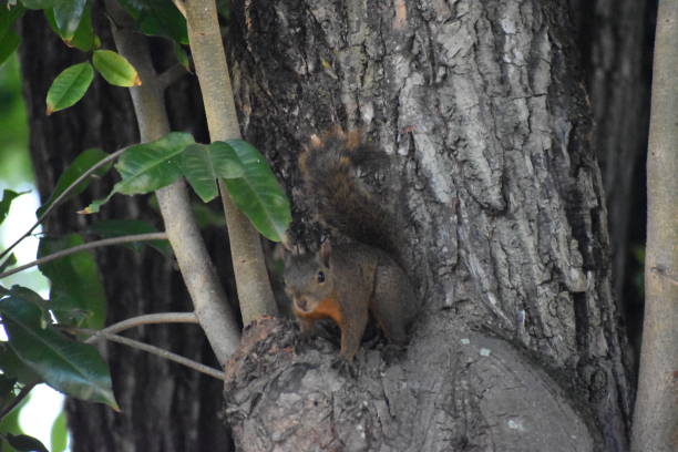 Red tailed squirrel or Sciurus granatensis Red tailed squirrel or Sciurus granatensis on a samaan tree in St. Augustine, Trinidad and Tobago sciurus granatensis stock pictures, royalty-free photos & images