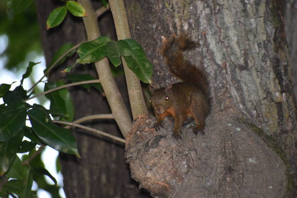 Red tailed squirrel or Sciurus granatensis Red tailed squirrel or Sciurus granatensis on a samaan tree in St. Augustine, Trinidad and Tobago sciurus granatensis stock pictures, royalty-free photos & images