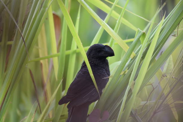 istock Crotophaga ani or smooth-billed ani 1548417518